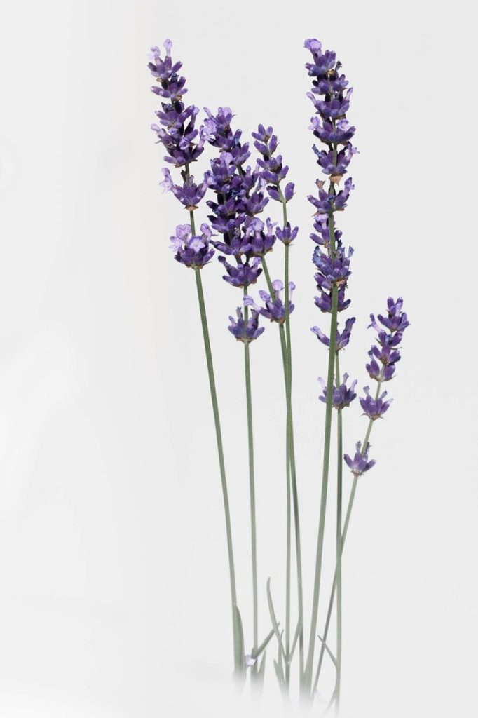 lavender, flower, nature